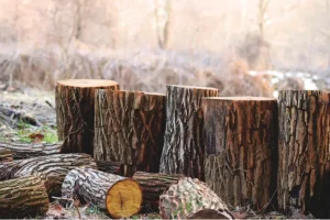 Kayu Keras dan Kayu Lunak, Apa Bedanya?