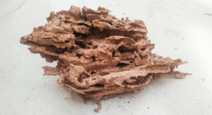 Faktor Apa Saja Yang Dapat Merusak Kayu?