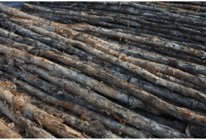 Dikenal Dengan Sebutan Kayu Besi, Inilah Kayu Ulin